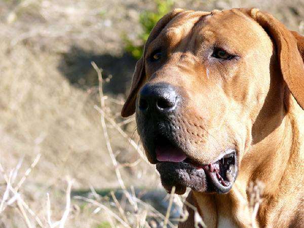 Фила бразилейро, фото породы собак собаки фотография