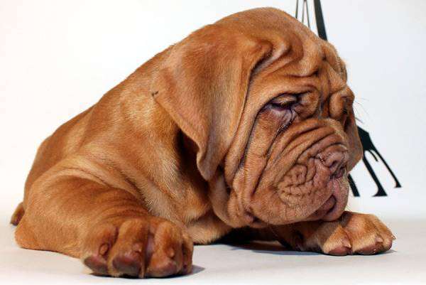 Бордосский дог щенок, фото породы собак фотография