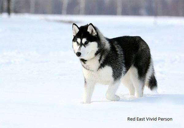 Сибирский хаски, фото картинка породы собак 
