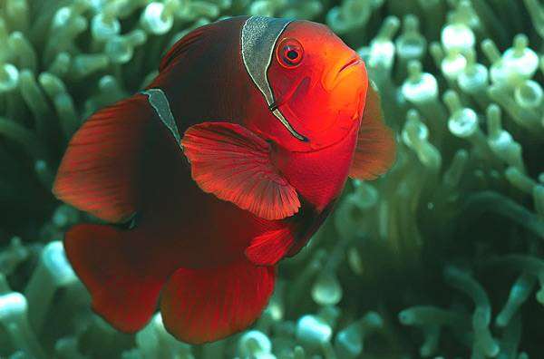 Амфиприон красный, клоун томатный (Amphiprion frenatus), фото морской аквариум фотография