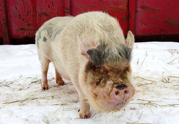 Хряк карликовой свиньи, мини-пиг, фото фотография картинка