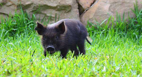Поросенок карликовой свиньи, мини-пиг, фото фотогарфия картинка