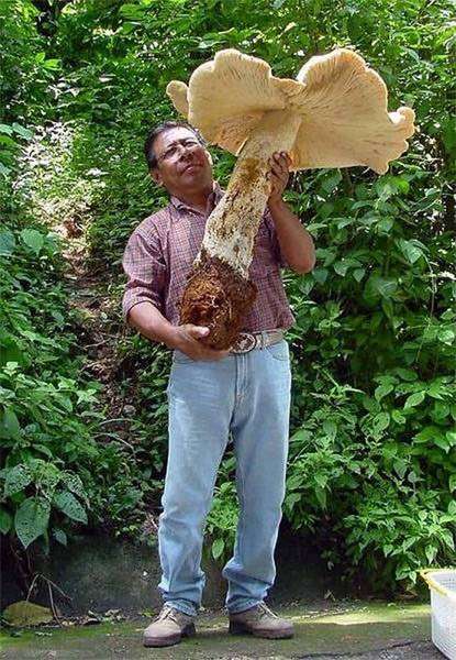 Макроцибе гигантское, или Рядовка гигантская (Macrocybe titans), фото грибы фотография