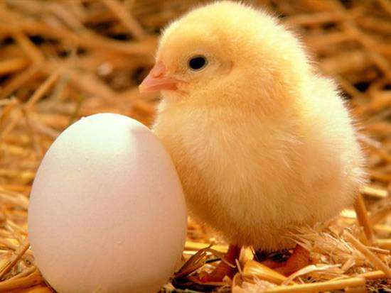 Яйцо и  цыпленок, фото фотография куры