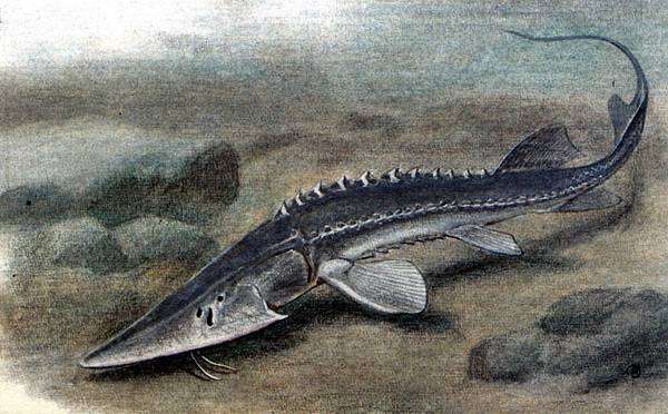 Сырдарьинский лжелопатонос (Pseudoscaphirhynchus fedtschenkoi), рисунок картинка осетровые рыбы