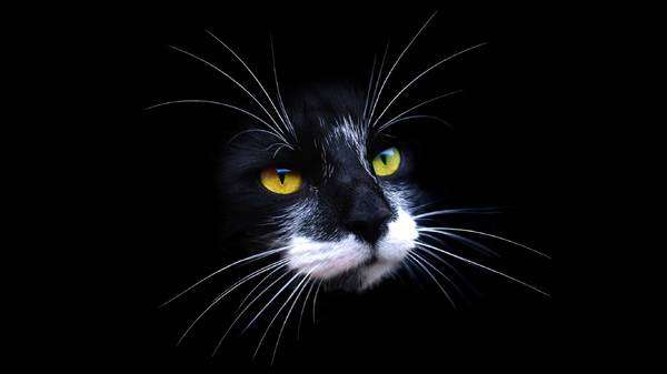 Черная кошка на черном фоне, фото кошки фотография, сказки о животных для детей