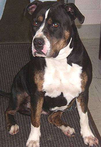 Бриндизская бойцовая собака, фото породы собаки фотография