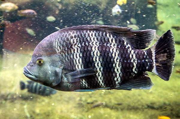 Тиляпия Буттикофера, или зебровая тиляпия (Tilapia buttikoferi), фото агрессивные рыбы фотография