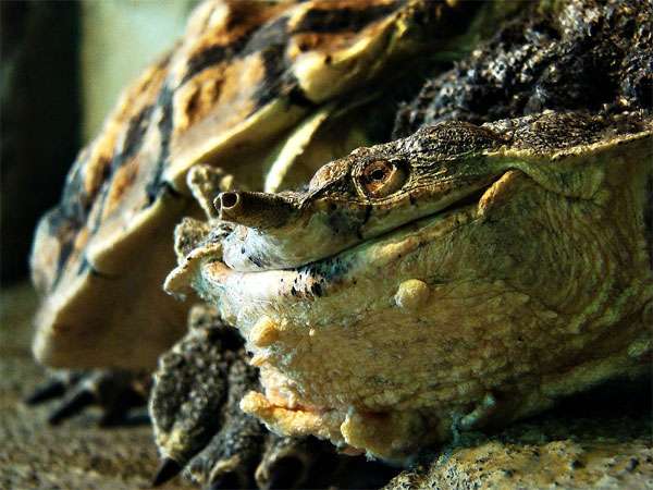Бахромчатая черепаха, или мата-мата (Chelus fimbriatus), фото рептилии картинка
