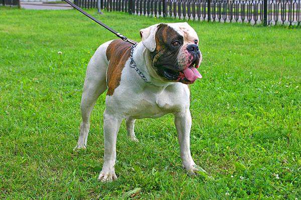 Американский бульдог, фото собаки породы собак фотография