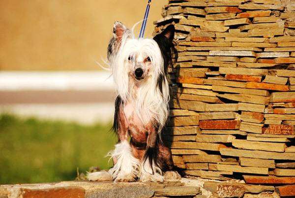 Китайская хохлатая собака, фото породы собак фотография собаки