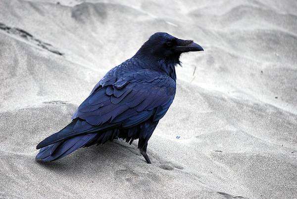 Ворон (Corvus corax), картинка фото птиц фотография
