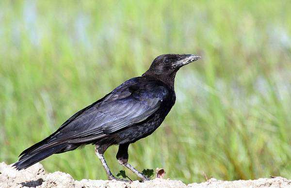 Черная ворона (Corvus corone), фото врановые птицы фотография