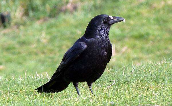 Черная ворона (Corvus corone), фото виды птиц 