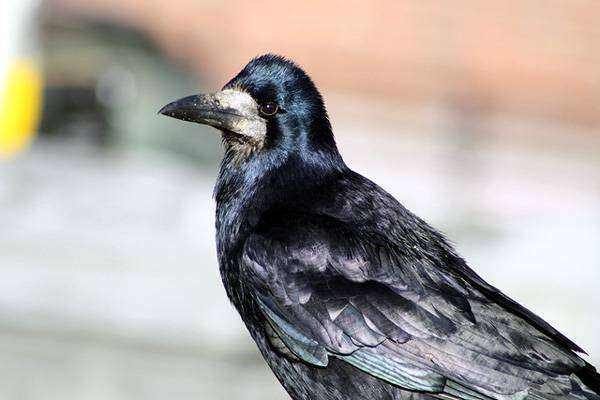  (Corvus frugilegus),    