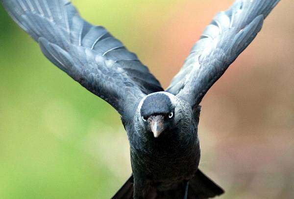 Галка (Corvus monedula), картинка птицы 