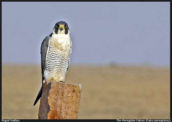  (Falco peregrinus),    