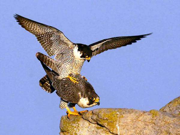  (Falco peregrinus) ,    