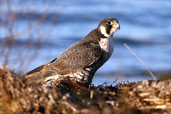  (Falco peregrinus),   