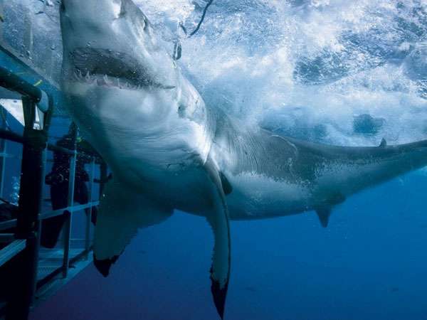 Белая акула, фото фотография рыбы картинка