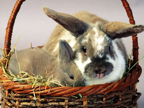 Карликовый и обычный кролики в корзинке, фото вопросы про кроликов фотография