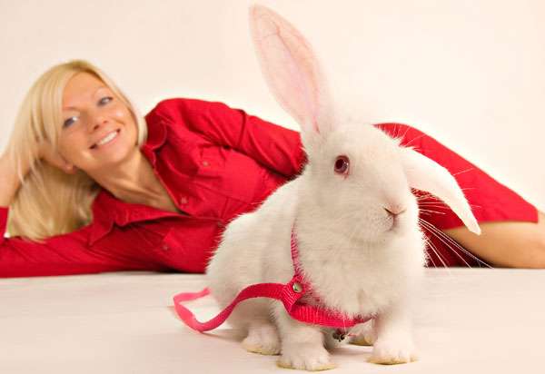 Белый кролик в красной шлейке, фото вопросы про домашних кроликов фотография
