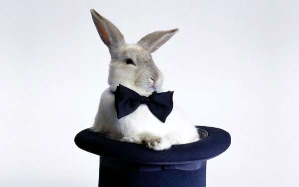 Кролик сидит в шляпе фокусника, фото кролики фотография картинка