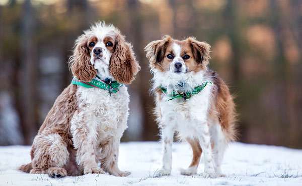 Две собаки на снегу, фото собаки фотогафия картинка
