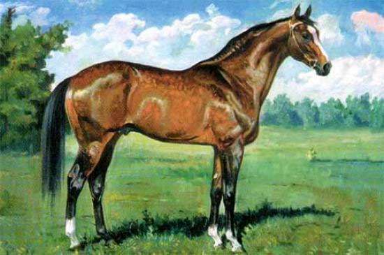 Чистокровный английский жеребец Анилин, рисунок картинка лошади