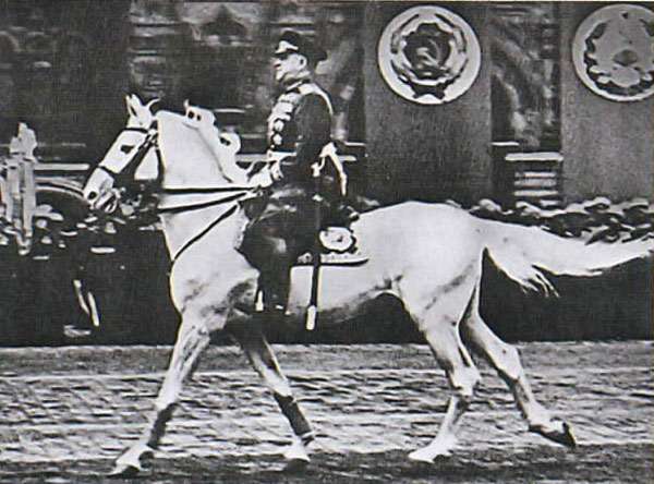 Конь Кумир, фото фотография изображение
