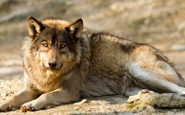Волк (Canis lupus), фото хищники фотография