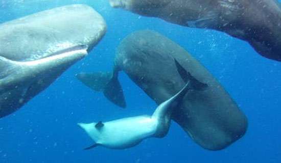 Кашалоты и дельфин-инвалид, фото морские млекопитающие фотография