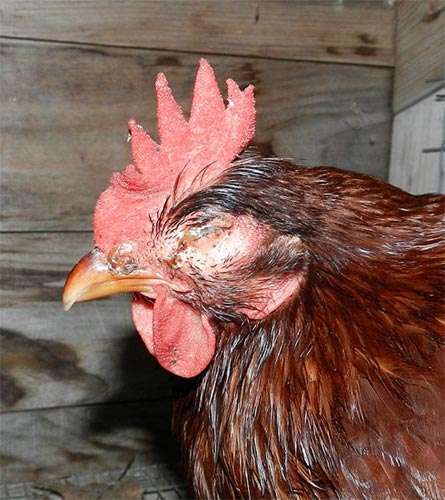 Больная курица, фото фотография вопросы ответы о домашней птице