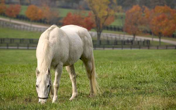 Лошадь на поле леваде, фото кормление лошадей фотография картинка