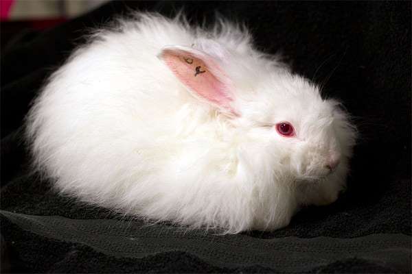 Ангорский кролик, французская ангора, фото содержание кроликов фотография