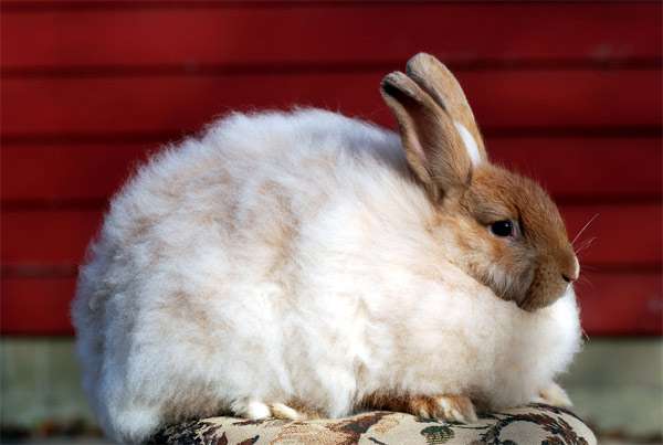 Ангорский кролик, фото картинка изображение