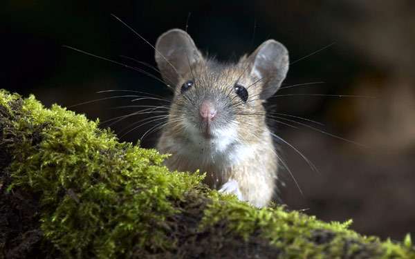 Мышь, фото грызуны фотография
