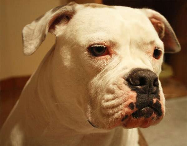 Американский бульдог, фото породы собаки фотография картинка