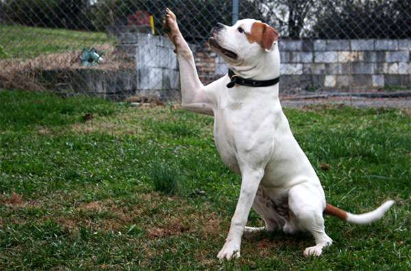 Американский бульдог, фото породы собак изображение