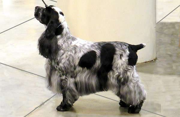 Английский кокер-спаниель, фото породы собаки фотография