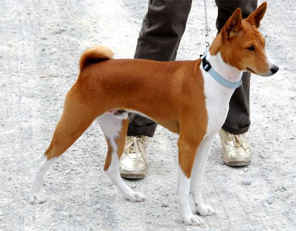 Басенджи, фото породы собаки фотография