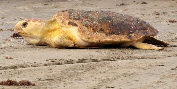 Кожистая черепаха (Dermochelys coriacea), фото рептилии фотографии