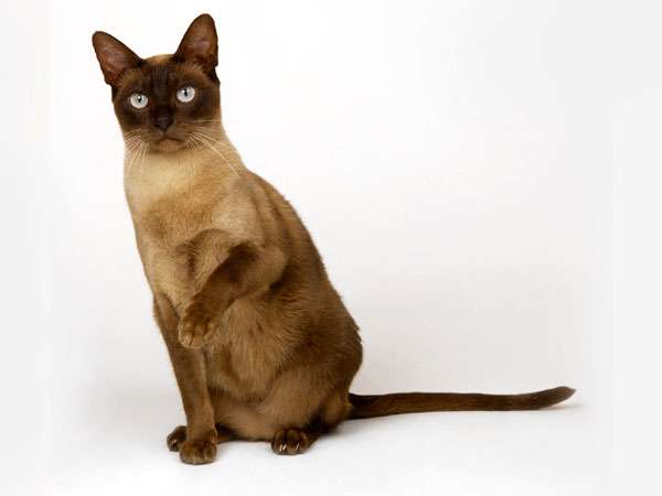 Бурманская кошка, бурма, фото породы кошек фотография картинка