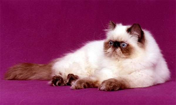 Гималайская персидская кошка, фото породы кошек фотография