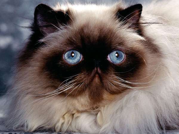 Персидская кошка гималайского окраса, фото породы котов фотография