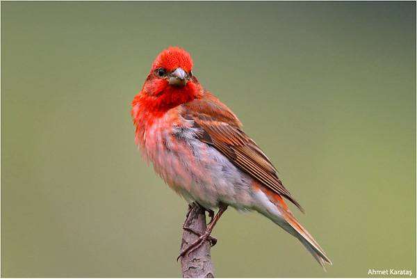 Чечевица, или красный воробей (Carpodacus erythrinus), фото птицы фотография
