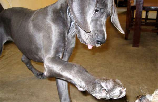 Щенок немецкого дога с когтями, фото фотография картинка собаки