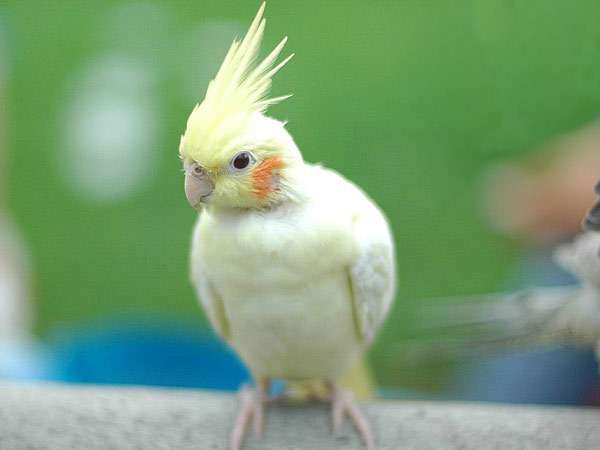 Корелла, попугая карелла, фото птицы фотография картинка