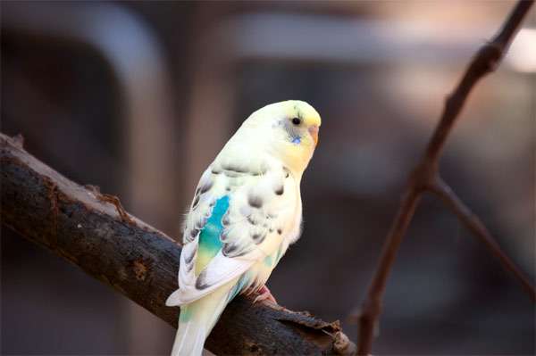 Волнистый попугай, фото птицы фотография картинка