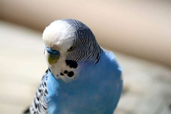 Голубой волнистый попугайчик, фото птицы фотография картинка